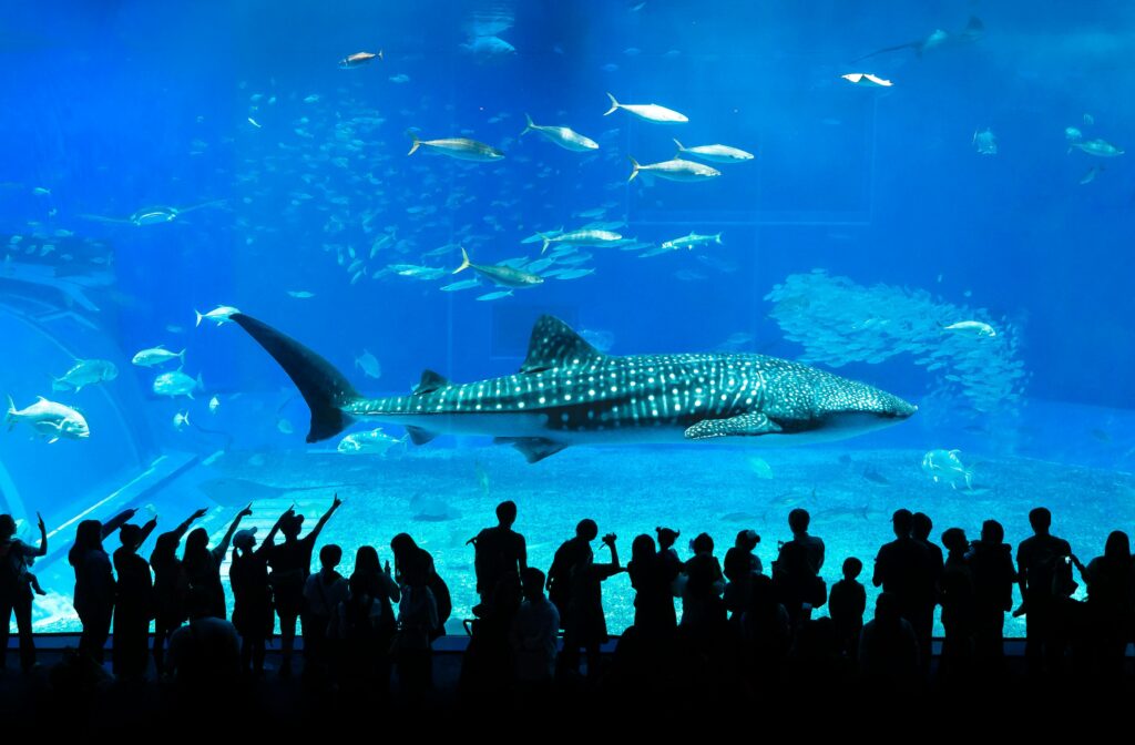 Dubai Aquarium underwater tunnel with sharks and rays