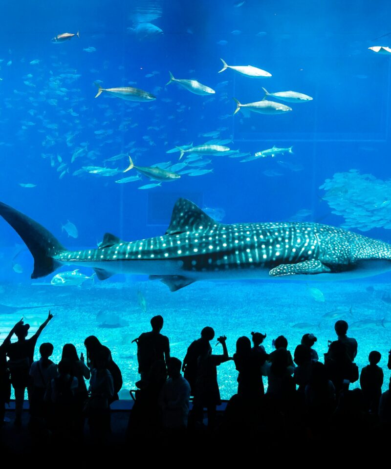 Dubai Aquarium underwater tunnel with sharks and rays