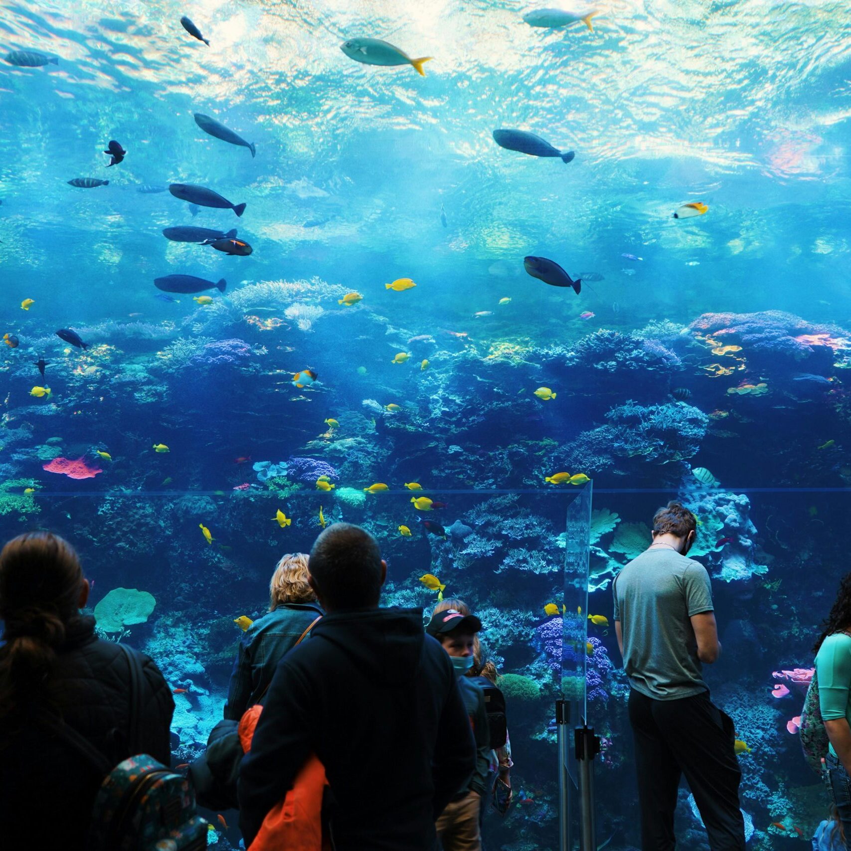 Dubai Aquarium tunnel view thumbnail