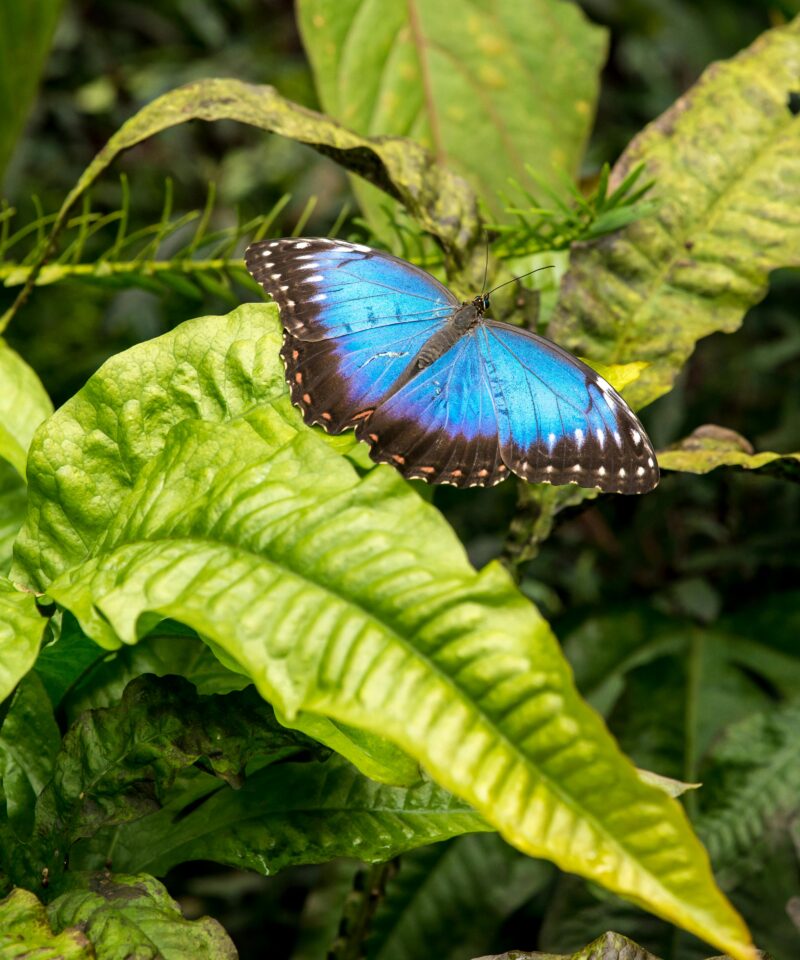 Blue butterfly resting on green leaves at Butterfly Garden Abu Dhabi