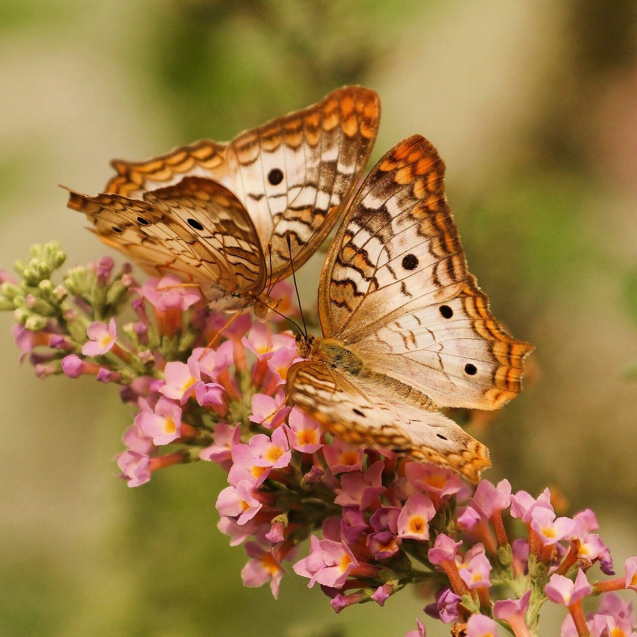 Butterfly resting on pink flowers at Butterfly Garden Abu Dhabi