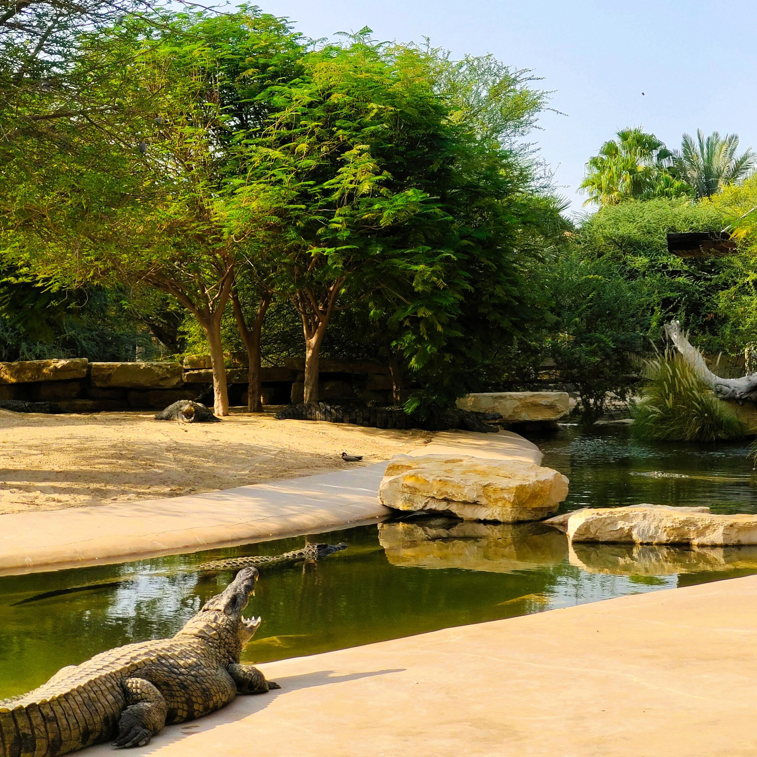 Dubai Crocodile Park with Nile crocodile exhibits