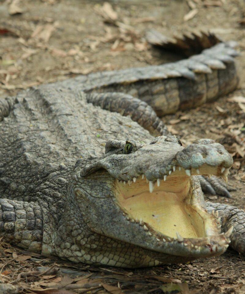 Dubai Crocodile Park with Nile crocodile exhibits