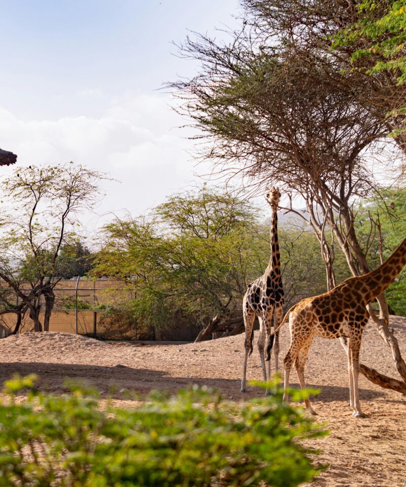Giraffes at Dubai Safari Park feeding in a natural habitat