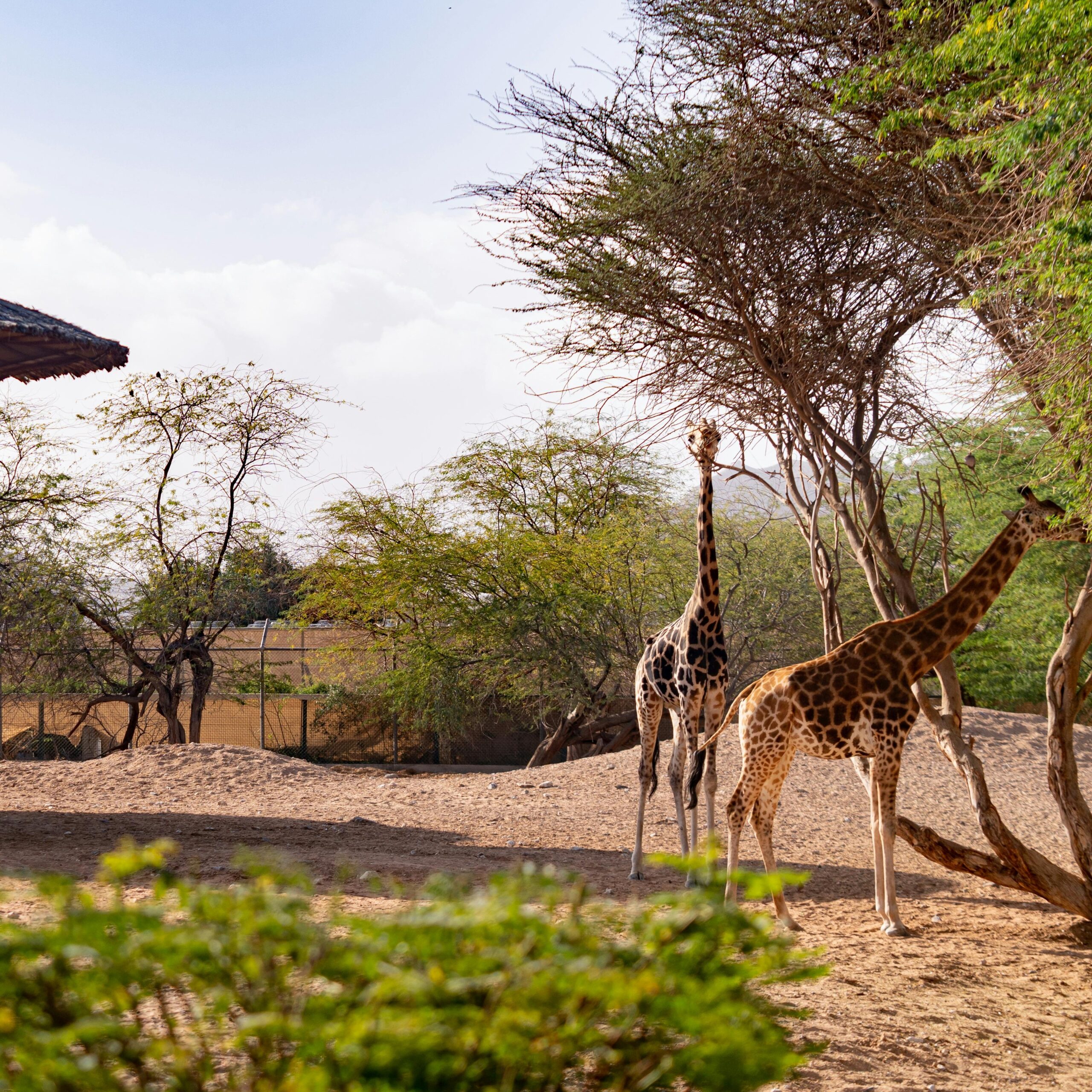 Giraffes at Dubai Safari Park feeding in a natural habitat