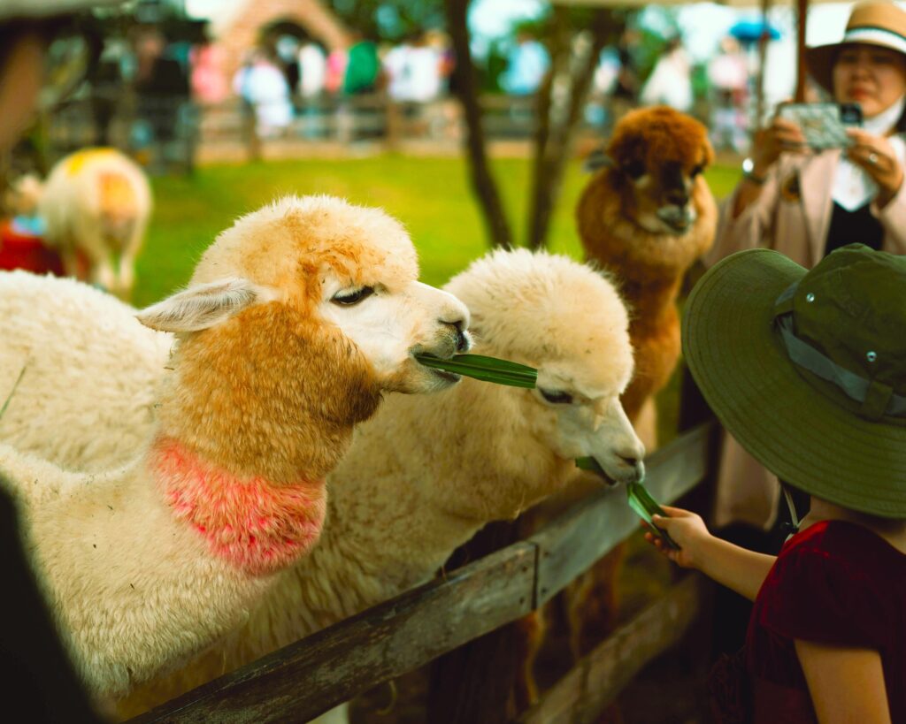 Emirates Park Zoo Abu Dhabi alpaca feeding experience with visitors