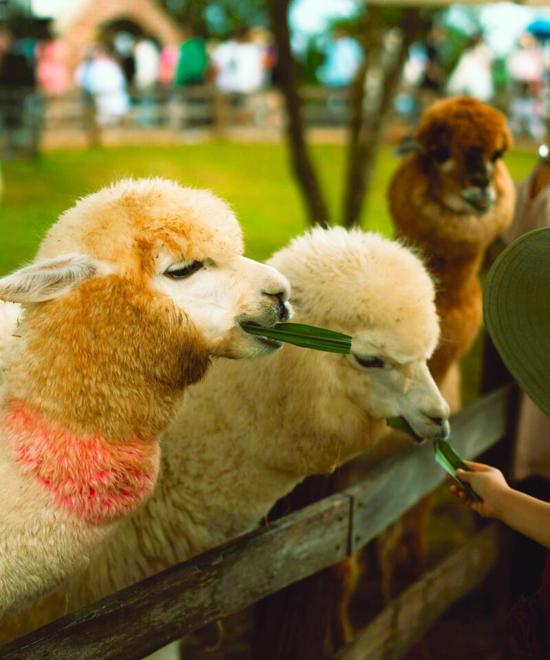 Emirates Park Zoo Abu Dhabi alpaca feeding experience with visitors