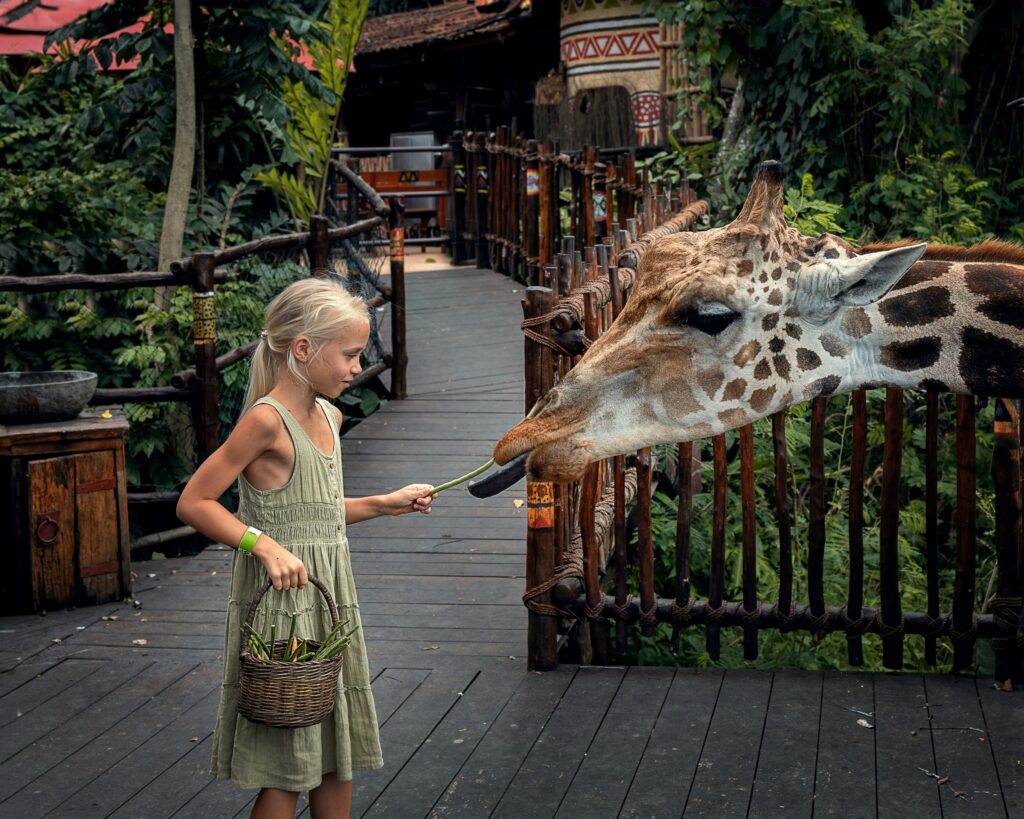 Child feeding giraffe at Emirates Park Zoo Abu Dhabi