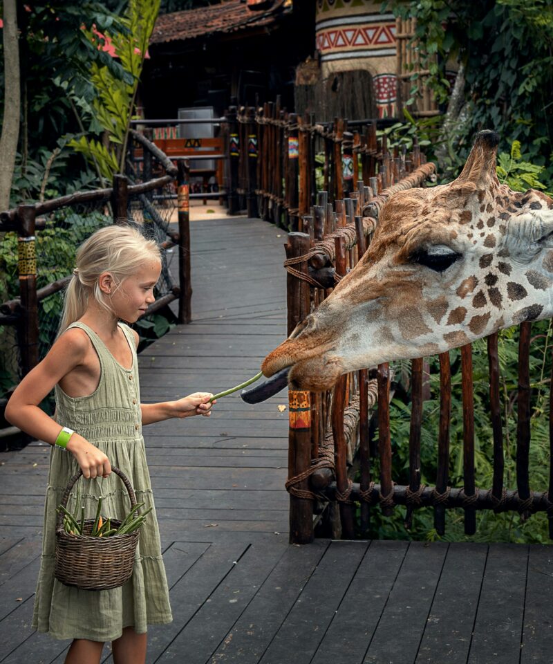 Child feeding giraffe at Emirates Park Zoo Abu Dhabi