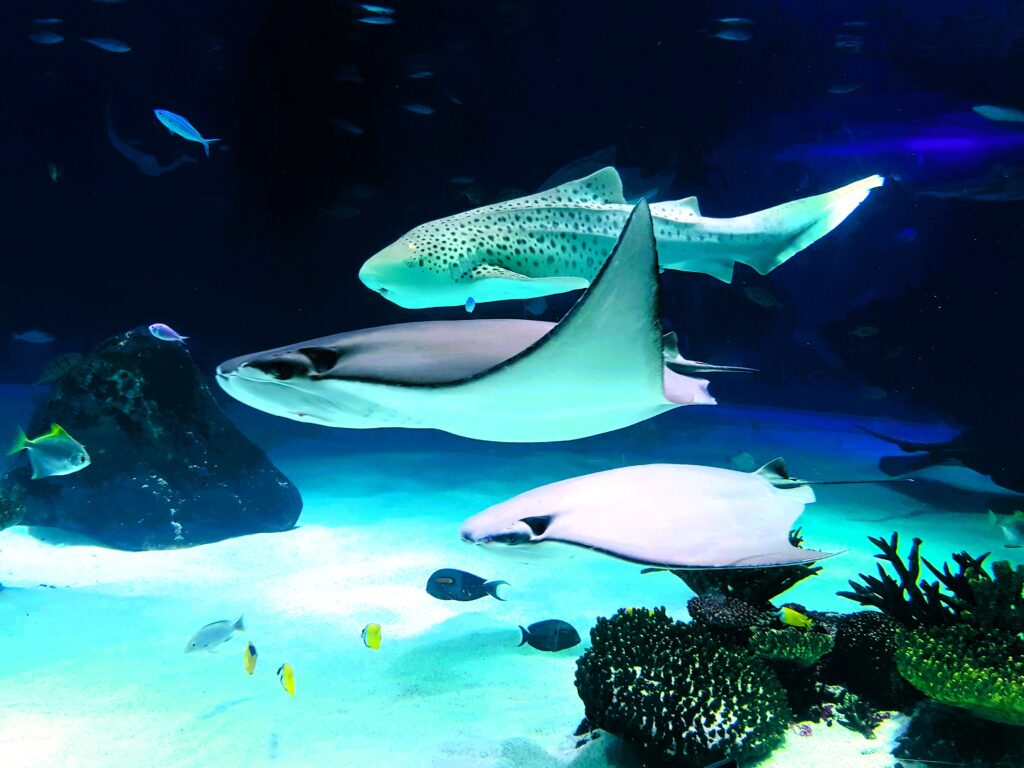 Marine life at National Aquarium Abu Dhabi with rays and sharks