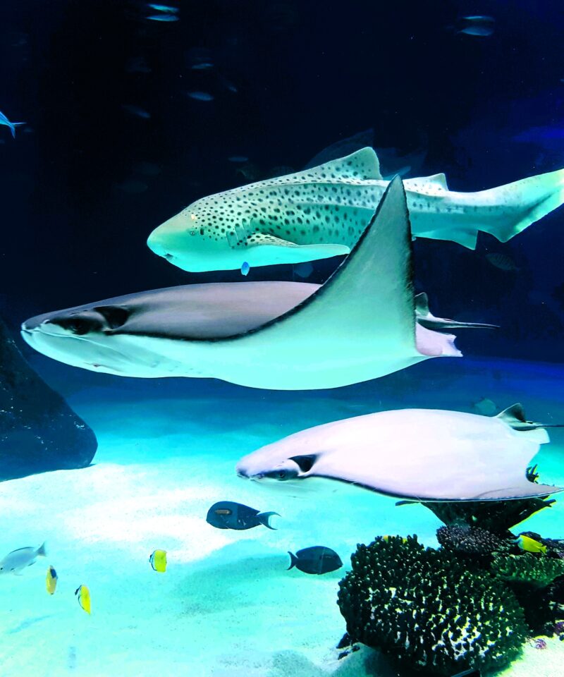 Marine life at National Aquarium Abu Dhabi with rays and sharks