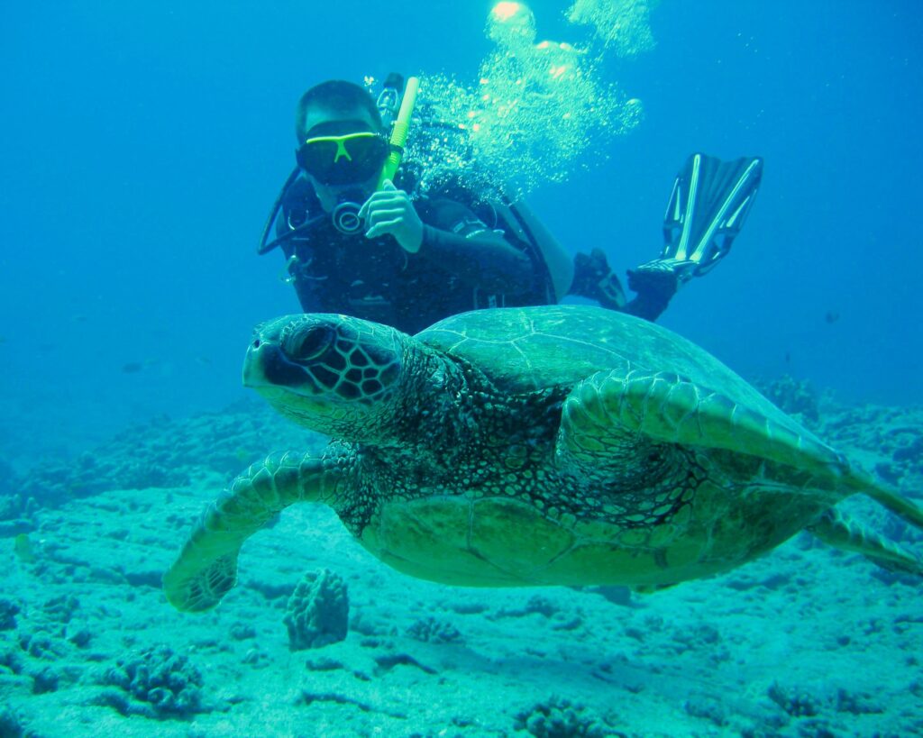 Scuba diving experience in Dubai underwater view